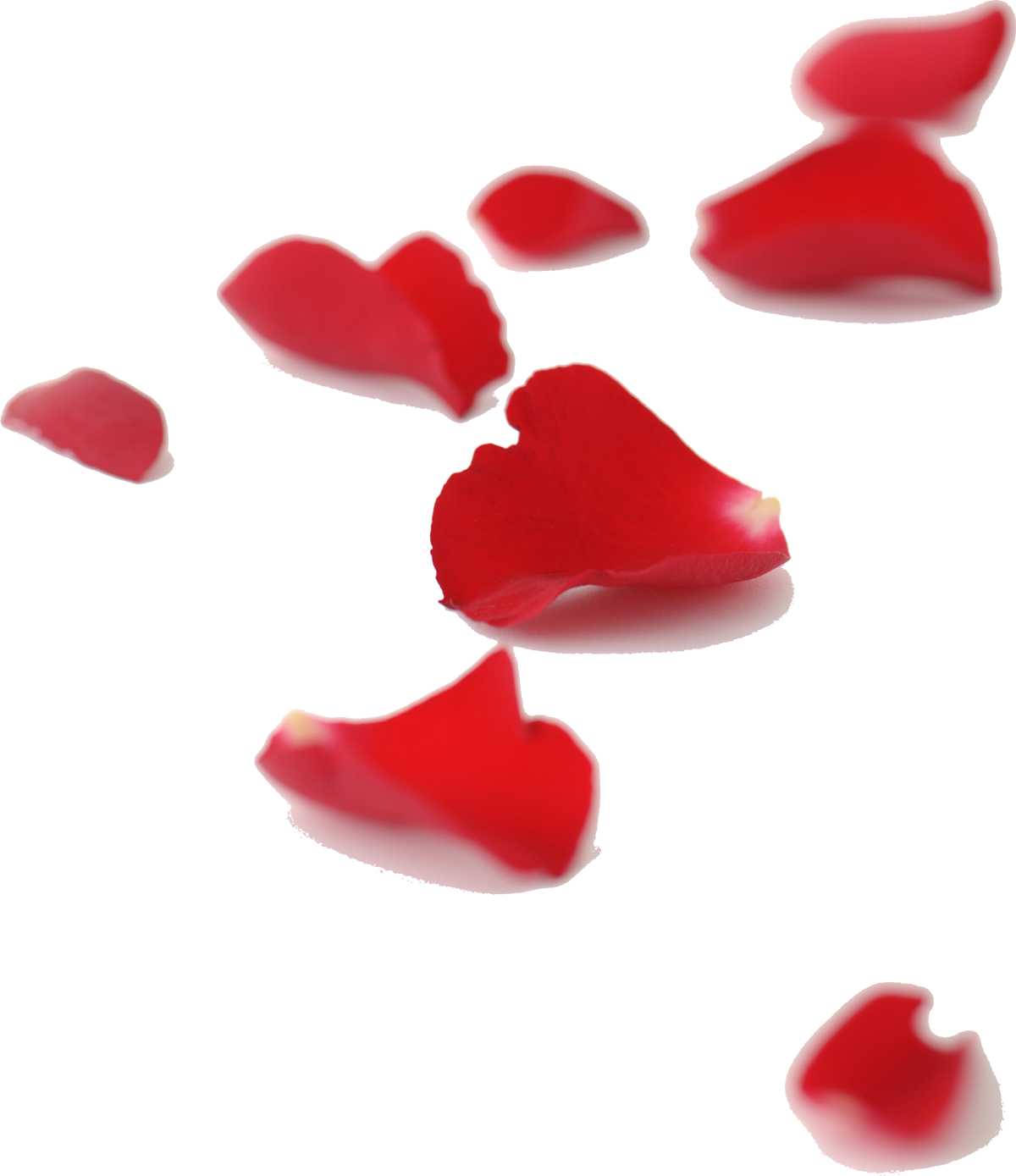 バラ の 花びら - KibrisPDR