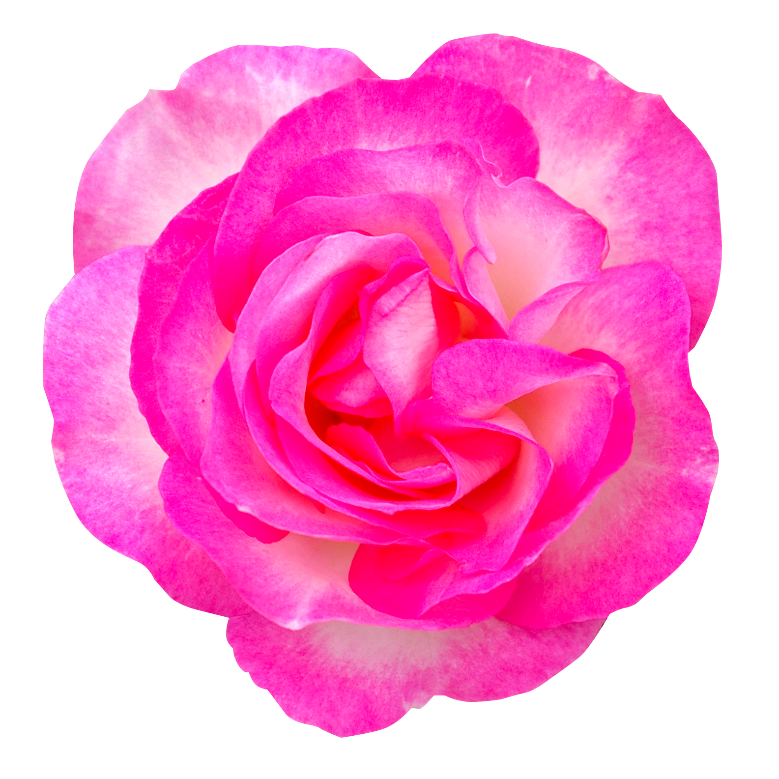 バラ の 花びら詳細 15位