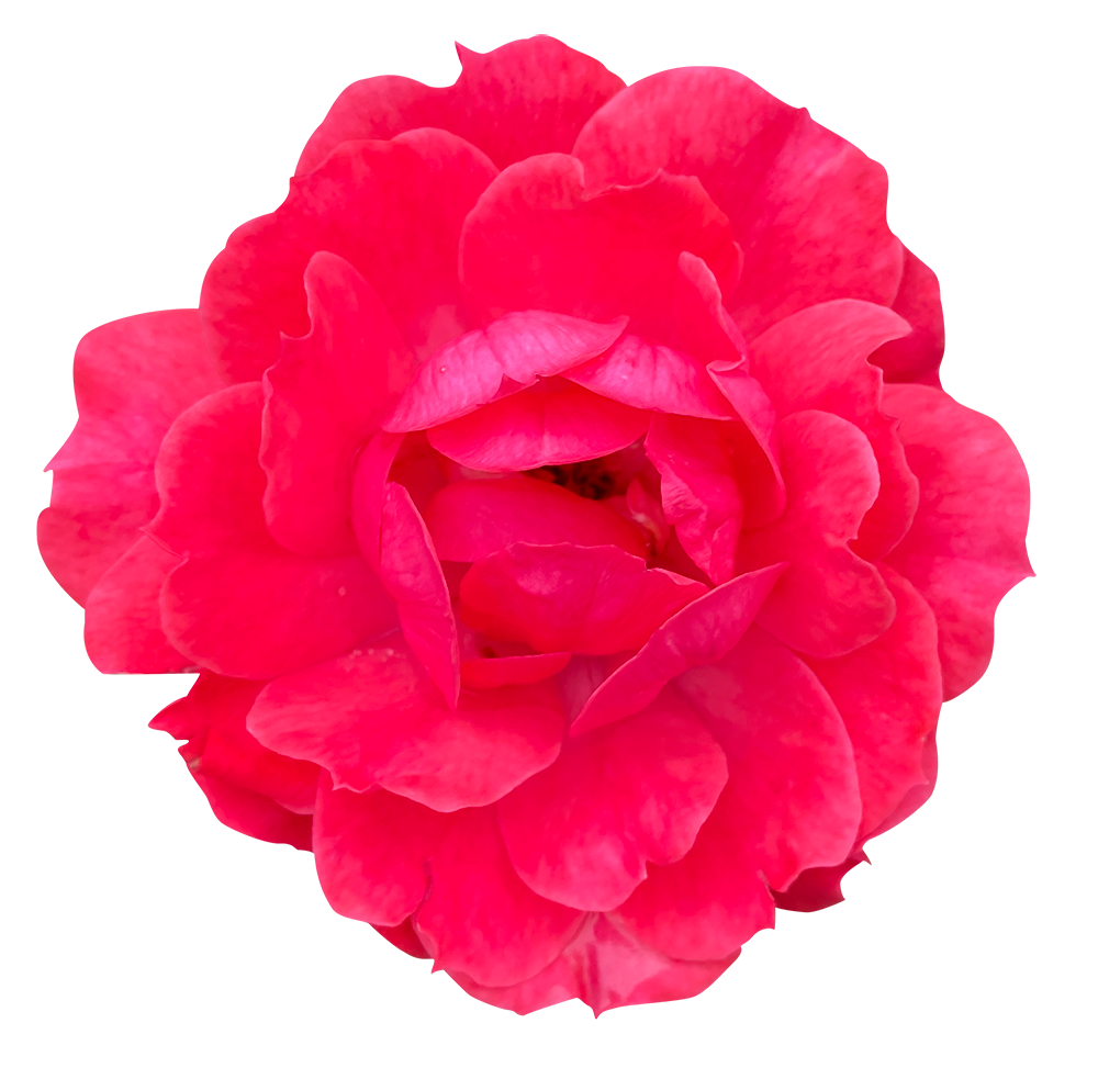 バラ の 花びら詳細 3位