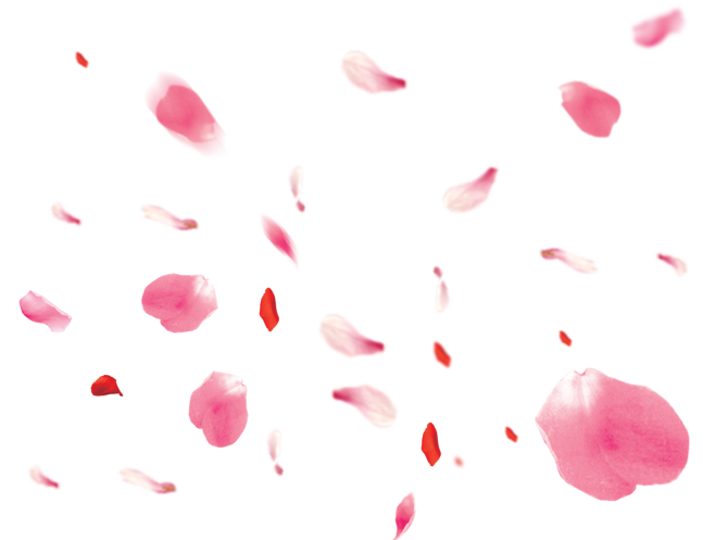 バラ 花びら イラスト詳細 10位