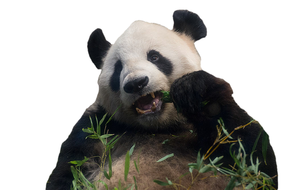 パンダ 毛 なし詳細 3位