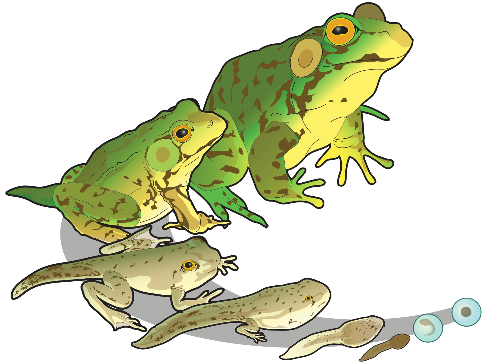ヒキガエル イラスト詳細 4位
