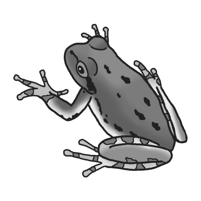 ヒキガエル イラスト詳細 9位