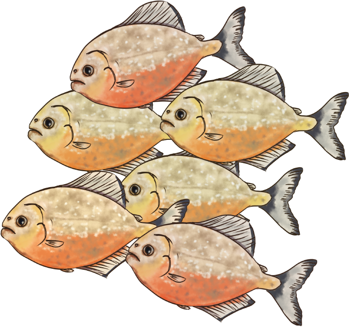 ピラニア イラスト詳細 3位
