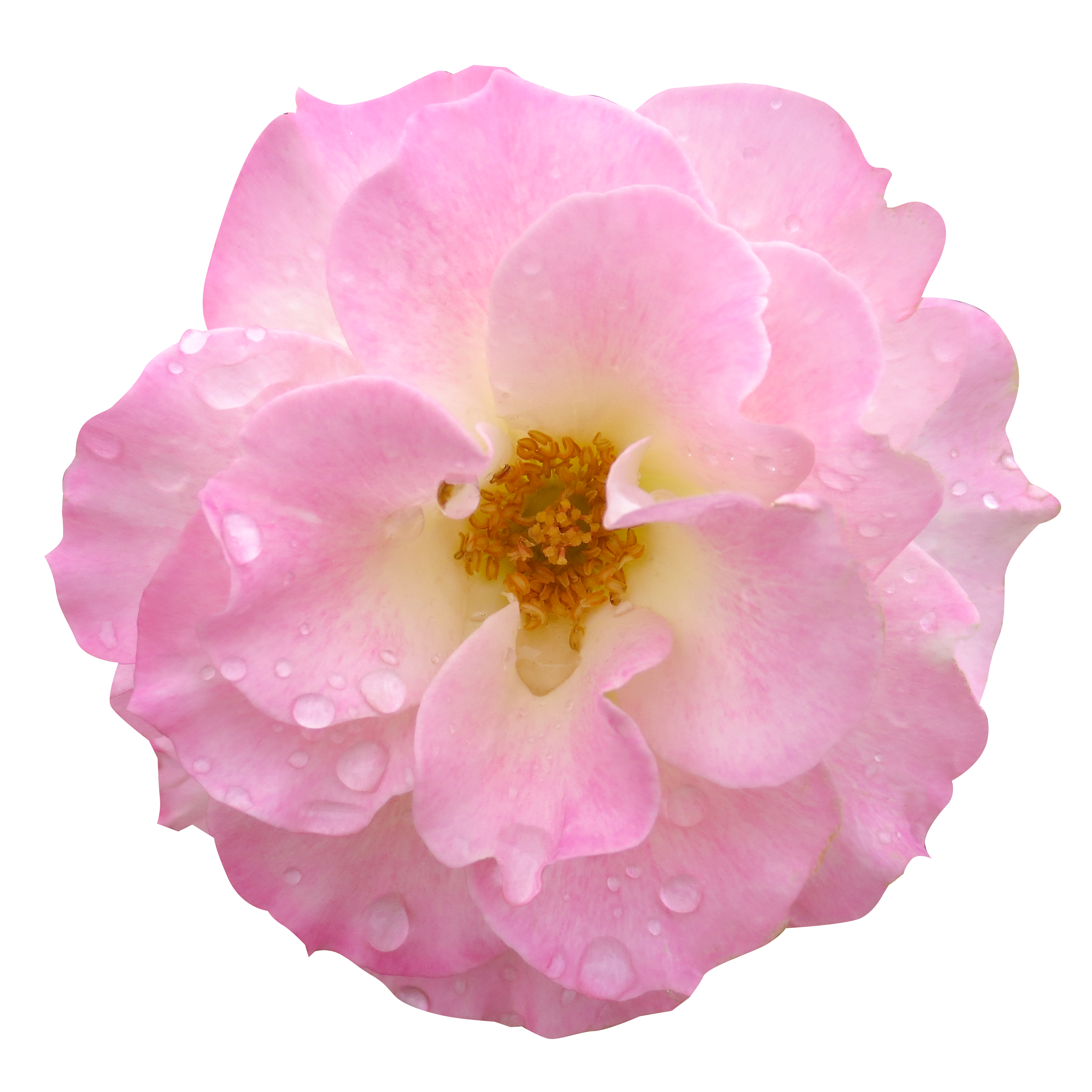 ピンク の 花 夏 - KibrisPDR