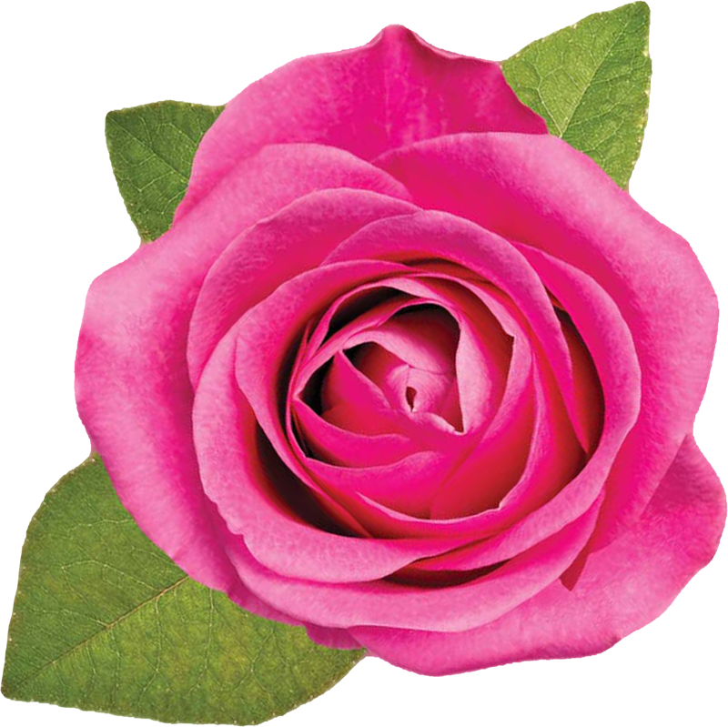ピンク の 花 画像 - KibrisPDR