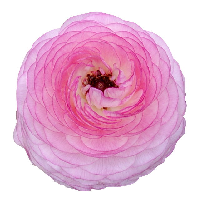 ピンク 花 画像詳細 11位
