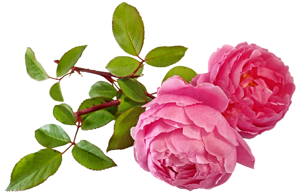 ピンク 花 画像詳細 13位