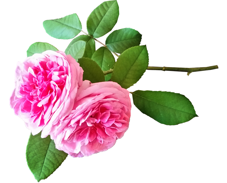 ピンク 花 背景詳細 12位