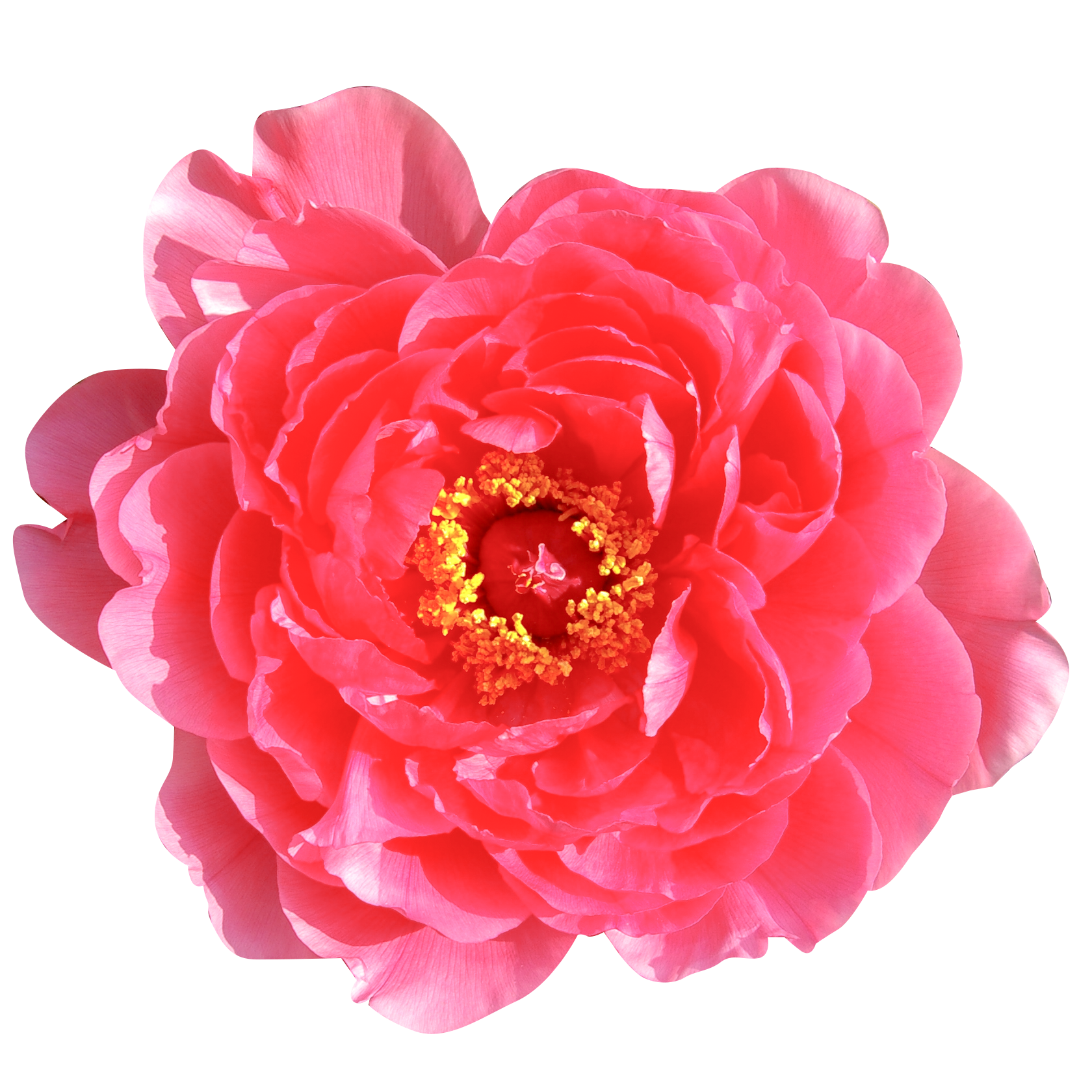 ピンク 花 背景詳細 4位