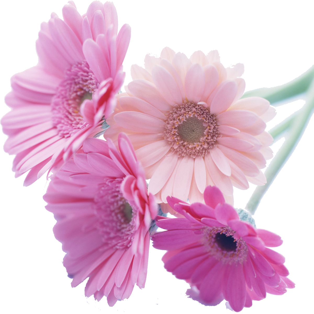 ピンク 花 背景詳細 5位