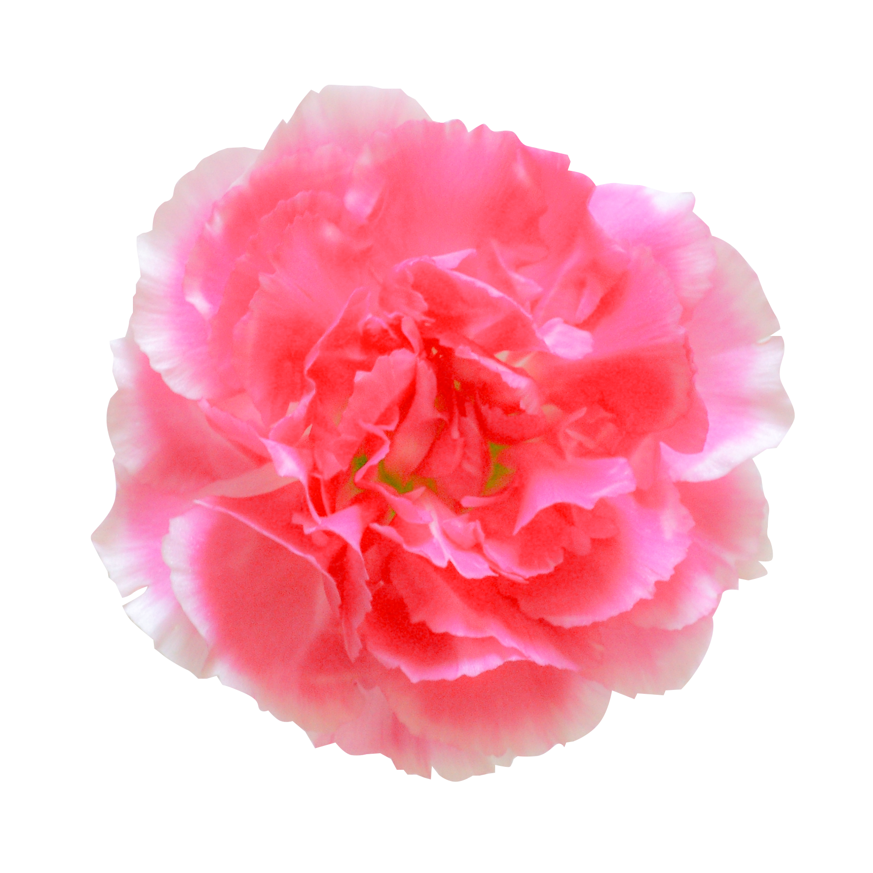 ピンク 花 背景詳細 6位
