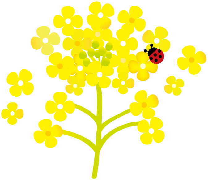フリー 素材 菜の花詳細 6位