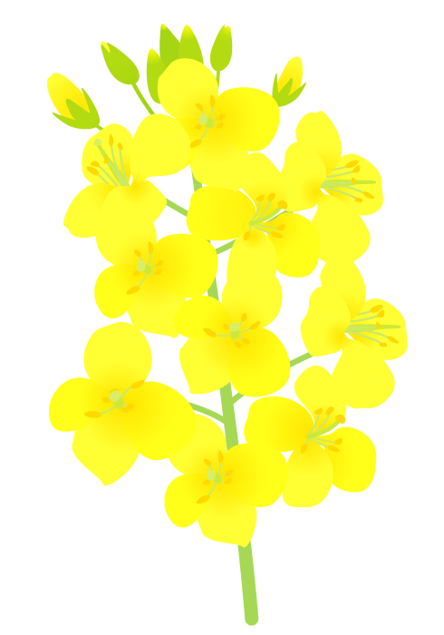 フリー 素材 菜の花詳細 7位