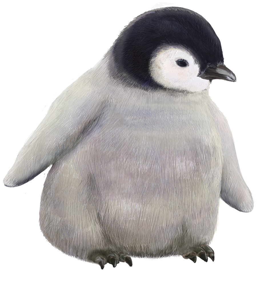 ペンギン 赤ちゃん イラスト - KibrisPDR