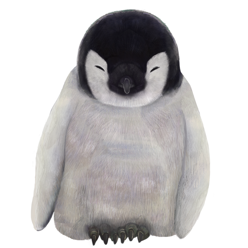 ペンギン 赤ちゃん イラスト詳細 2位