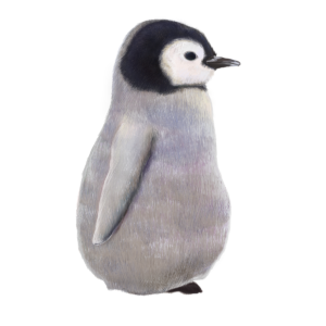ペンギン 赤ちゃん イラスト詳細 3位