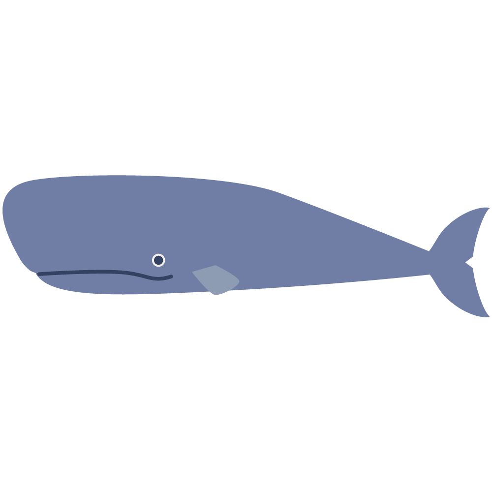マッコウ クジラ イラスト詳細 8位