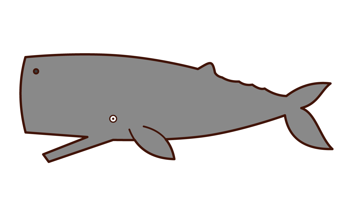 マッコウ クジラ イラスト詳細 3位