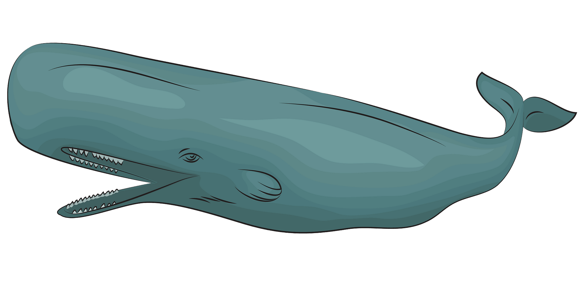 マッコウ クジラ イラスト詳細 7位