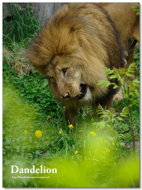 ライオン の 写真 - KibrisPDR