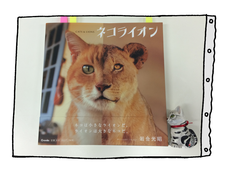 ライオン 写真詳細 7位