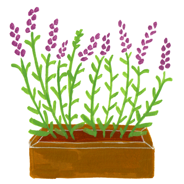 ラベンダー イラスト 手書き - KibrisPDR