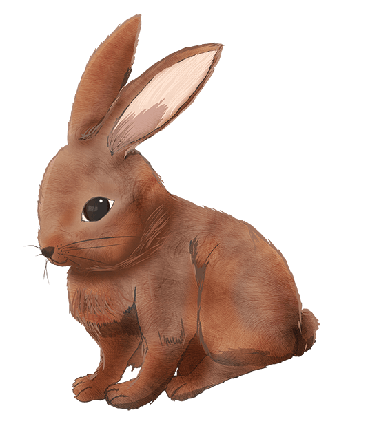 リアル かわいい うさぎ イラスト - KibrisPDR
