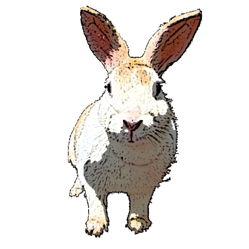 リアル かわいい うさぎ イラスト詳細 2位