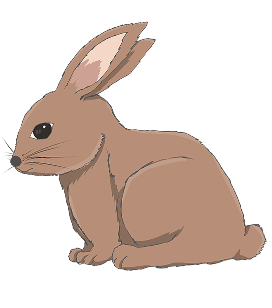 リアル かわいい うさぎ イラスト詳細 5位