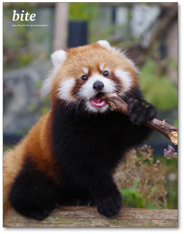レッサーパンダ 画像 - KibrisPDR
