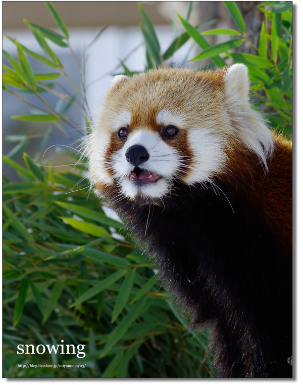 レッサーパンダ 画像詳細 2位