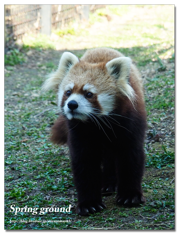 レッサーパンダ 画像詳細 11位