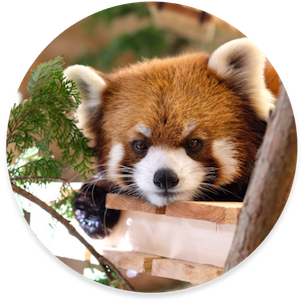 レッサーパンダ 画像詳細 13位