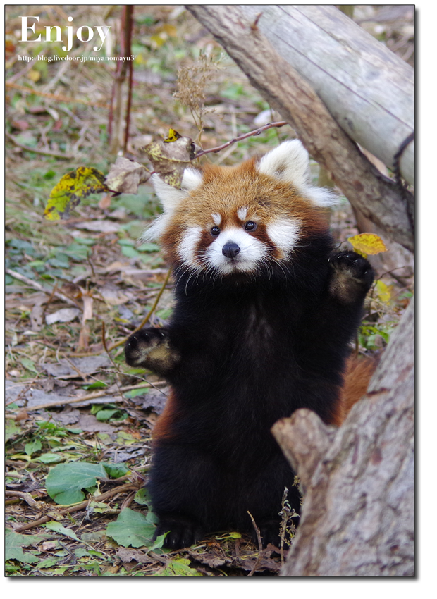 レッサーパンダ 画像詳細 14位