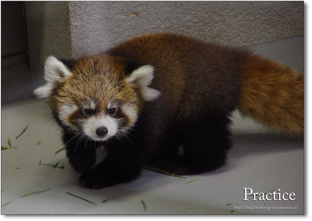 レッサーパンダ 画像詳細 3位