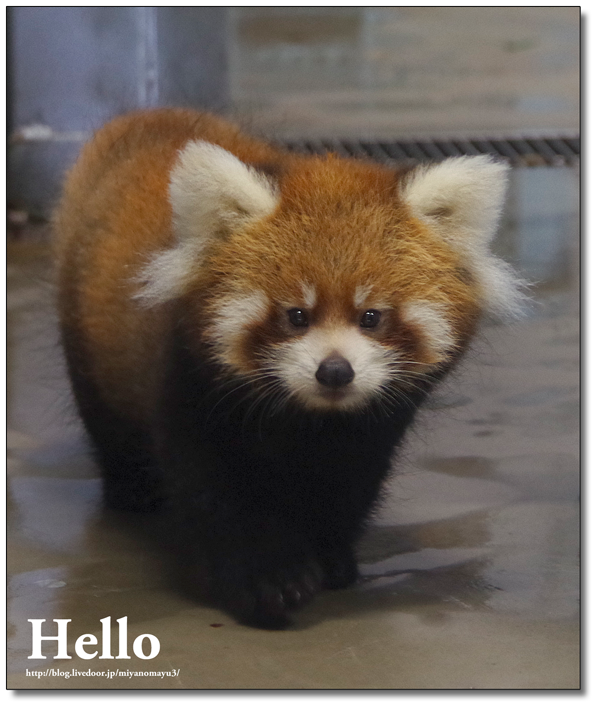 レッサーパンダ 画像詳細 5位