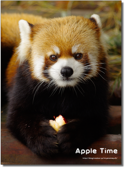 レッサーパンダ 画像詳細 10位
