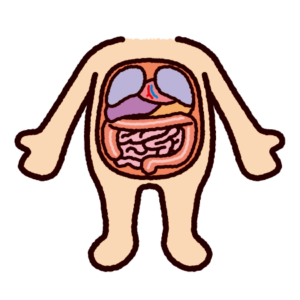 人体 内臓 イラスト詳細 10位