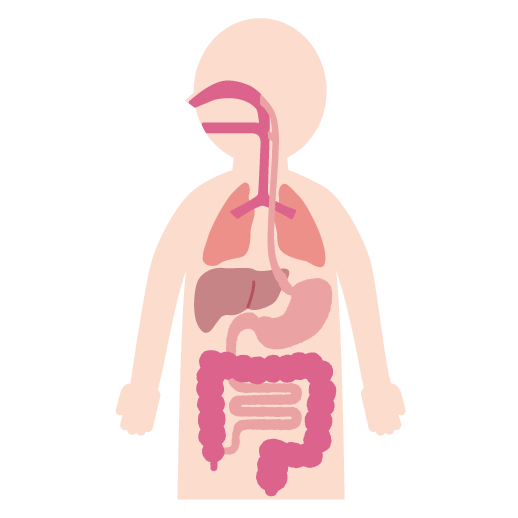 人体 内臓 イラスト詳細 2位