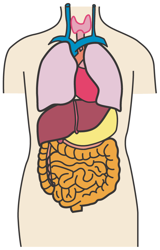 人体 内臓 イラスト詳細 4位