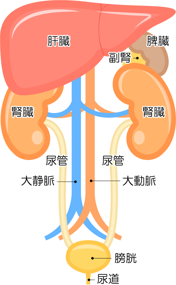 人体 内臓 イラスト詳細 6位