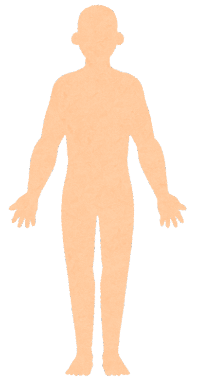 人体 模型 イラスト - KibrisPDR
