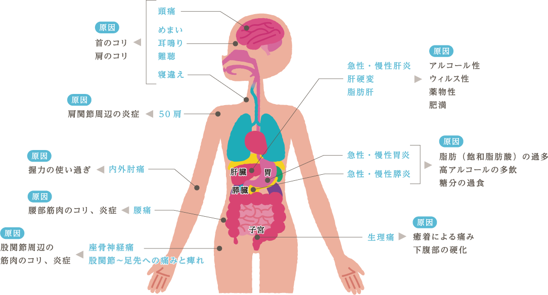 人体 解剖 図 無料詳細 6位