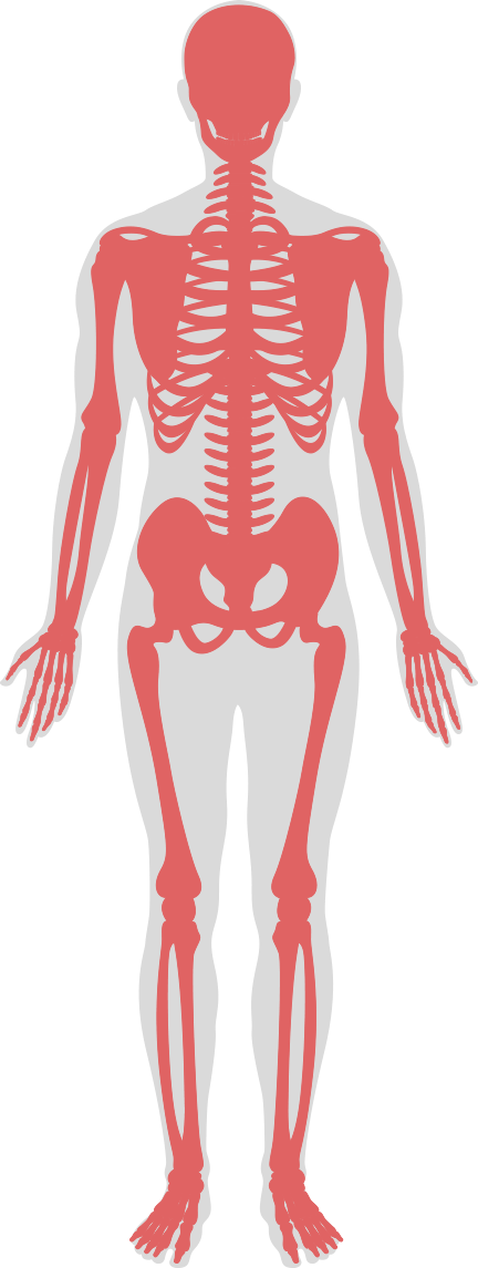 人体 骨格 図 イラスト - KibrisPDR