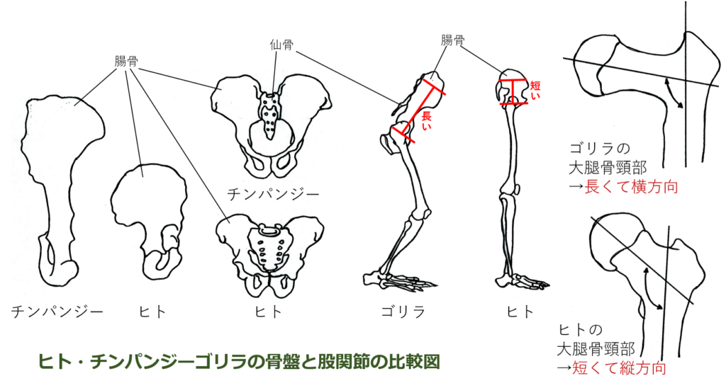 人体 骨格 図 イラスト詳細 7位