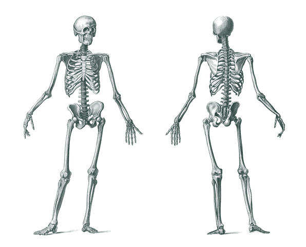 人体 骨格 図 イラスト詳細 2位