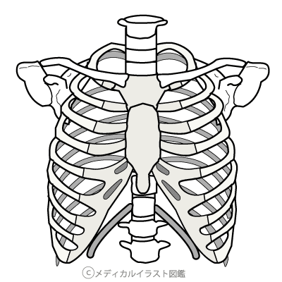 人体 骨格 図 イラスト詳細 6位