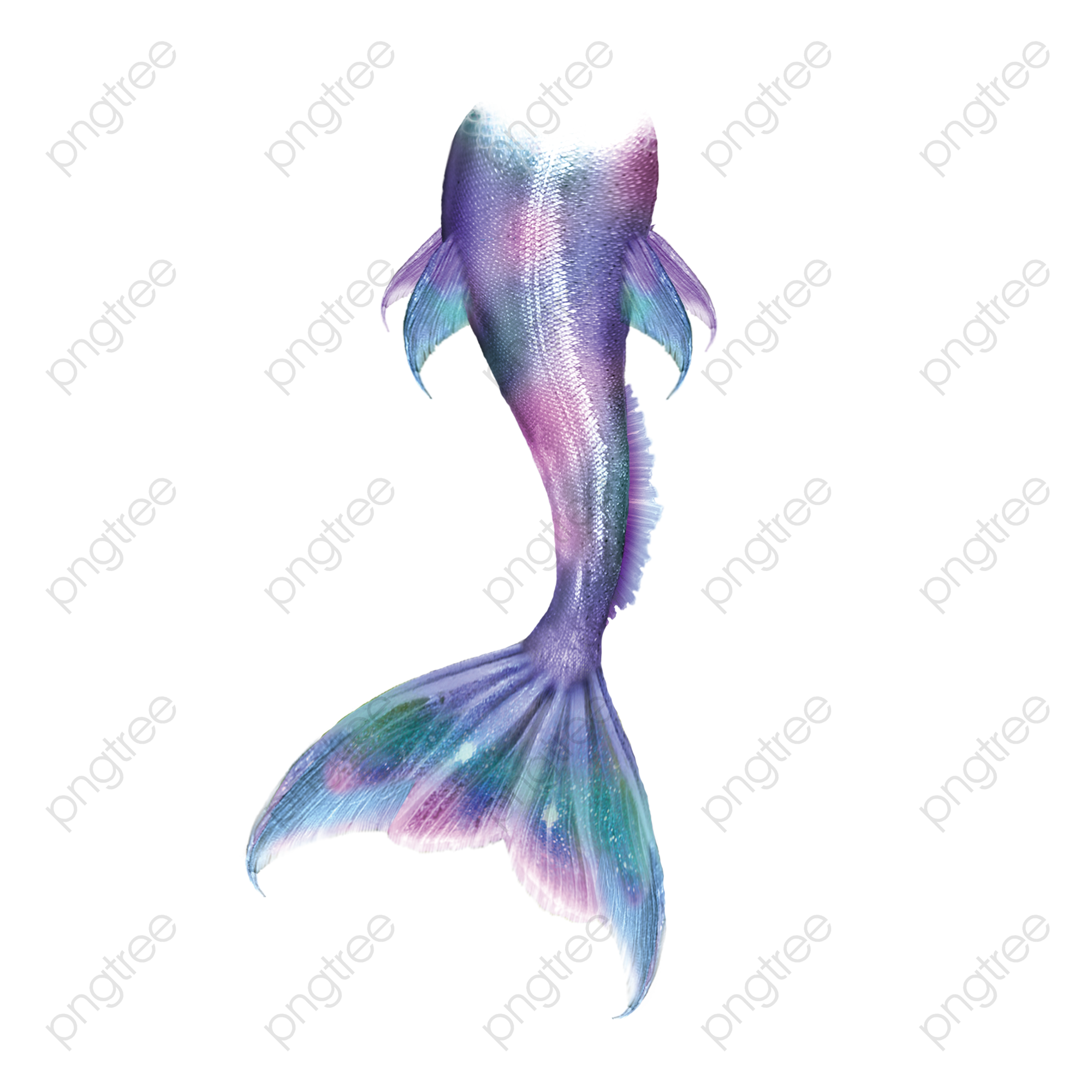 人魚 の しっぽ - KibrisPDR