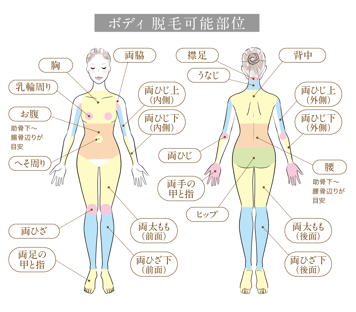 体 の 部位 イラスト詳細 5位